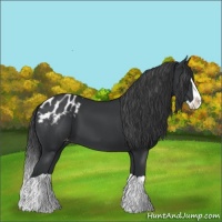 Horse Color:Black Splash Blanket 