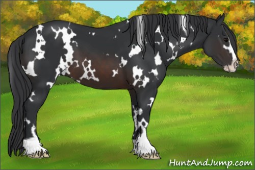 Horse Color:White Spotted Brown Sabino
