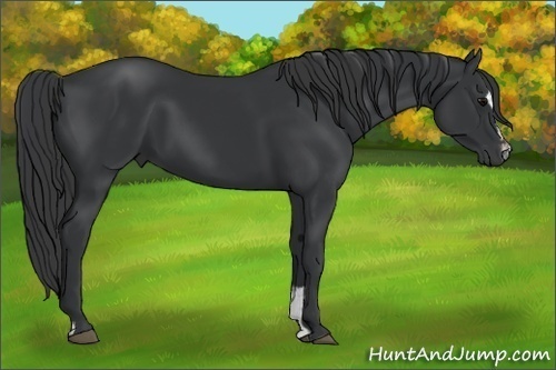 Horse Color:Black Sabino 
