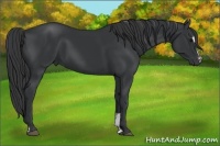 Horse Color:Black Sabino 