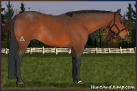 Horse Color:Bay Rabicano 