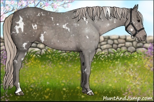 Horse Color:White Spotted Silver Black