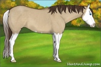 Horse Color:Liver Red Dun Roan Splash 