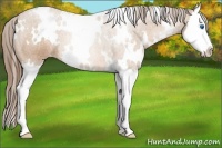 Horse Color:White Spotted Brown Pearl Splash 