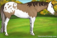 Horse Color:Liver Red Dun Splash Appaloosa 