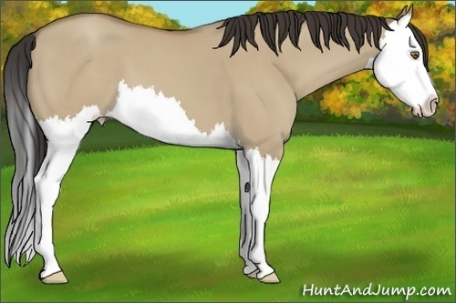 Horse Color:Classic Champagne Dun Splash