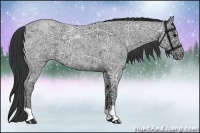 Horse Color:Blue Ice Roan 