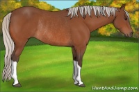 Horse Color:Silver Bay Rabicano 