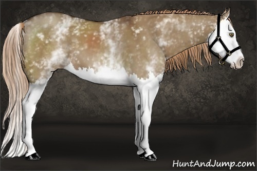 Horse Color:White Spotted Liver Red Dun Splash 