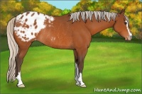 Horse Color:Silver Brown Sabino Varnish Rabicano 
