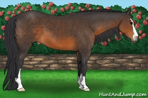Horse Color:Brown Sabino