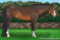 Horse Color:Brown Sabino