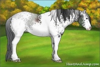 Horse Color:White Spotted Black Sabino