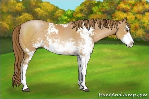 Horse Color:Brown Pearl Sabino Rabicano