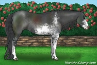 Horse Color:Black Sabino Rabicano 