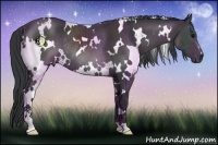 Horse Color:White Spotted Black Sabino Rabicano 