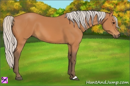 Horse Color:Silver Bay 