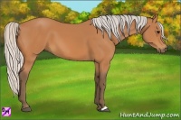 Horse Color:Silver Bay 