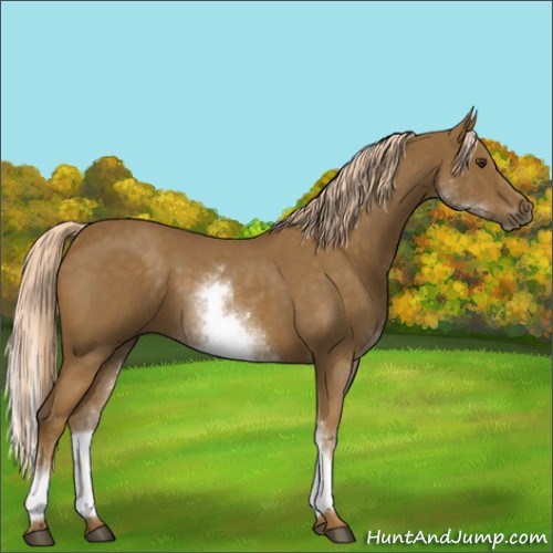 Horse Color:White Spotted Chocolate Palomino Roan