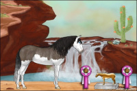 Horse Color:Gray Brown Dun Splash Rabicano