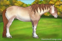 Horse Color:Gold Champagne Onyx