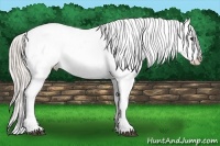 Horse Color:White Spotted Silver Bay Varnish