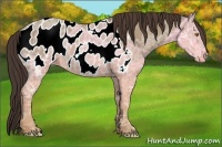 Horse Color:Sable Champagne Ice Appaloosa 