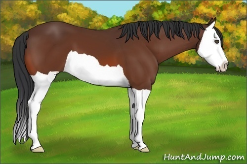Horse Color:Bay Splash