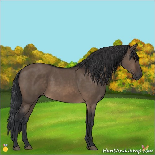 Horse Color:Brown Dun