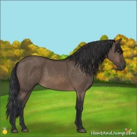 Horse Color:Brown Dun 
