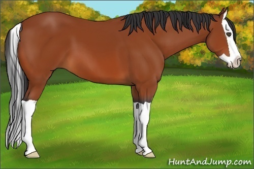 Horse Color:Bay Splash