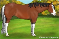 Horse Color:Bay Splash 