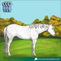 Horse Color:Liver Chestnut Sabino