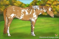 Horse Color:White Spotted Chestnut Sabino