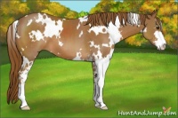 Horse Color:White Spotted Chestnut Sabino