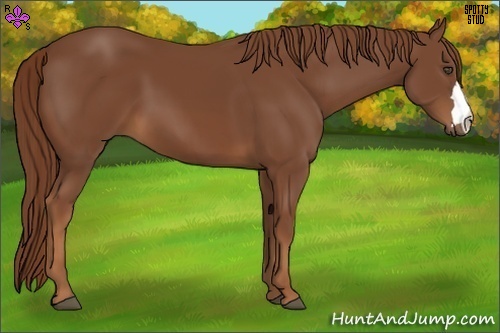 Horse Color:Chestnut 