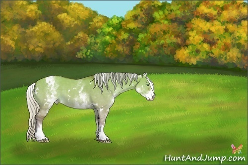 Horse Color:White Spotted Silver Sable Cream Champagne Dun