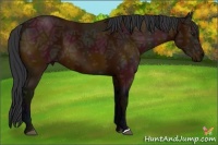 Horse Color:Midnight Bay Ice