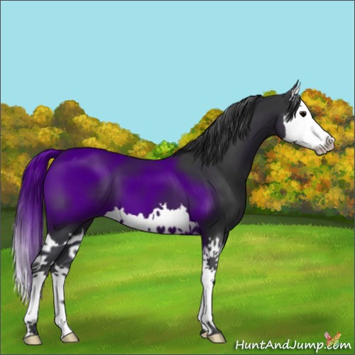 Horse Color:Black Splash