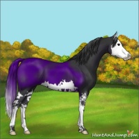 Horse Color:Black Splash