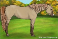 Horse Color:Liver Red Dun 