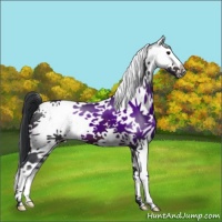Horse Color:White Spotted Brown Splash 