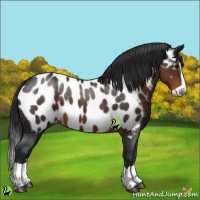 Horse Color:Brown Splash Near Leopard 