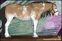 Horse Color:White Spotted Brown Dun