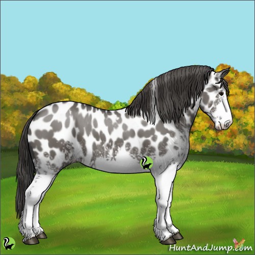 Horse Color:White Spotted Grullo Appaloosa