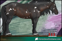 Horse Color:White Spotted Brown 