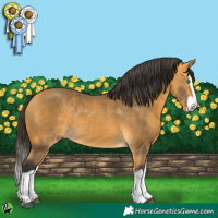Horse Color:Buckskin Splash 