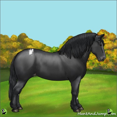 Horse Color:Black Appaloosa 