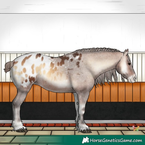 Horse Color:Brown Onyx Blanket