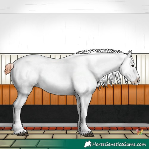 Horse Color:Brown Onyx Appaloosa 